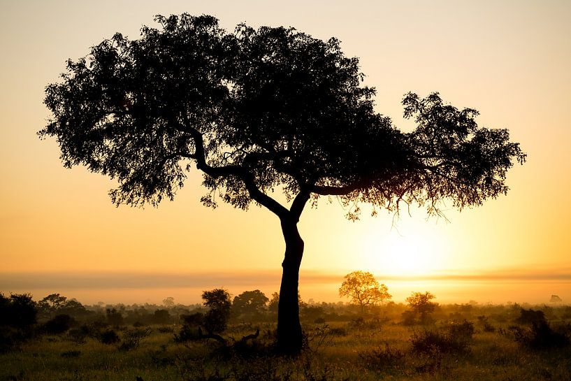 Silhouette of acacia tree at sunset on African savannah, Kruger NP, South Africa by The Book of Wandering