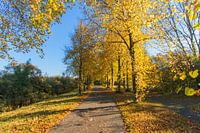 Gouden Herfst Bomen in Groningen