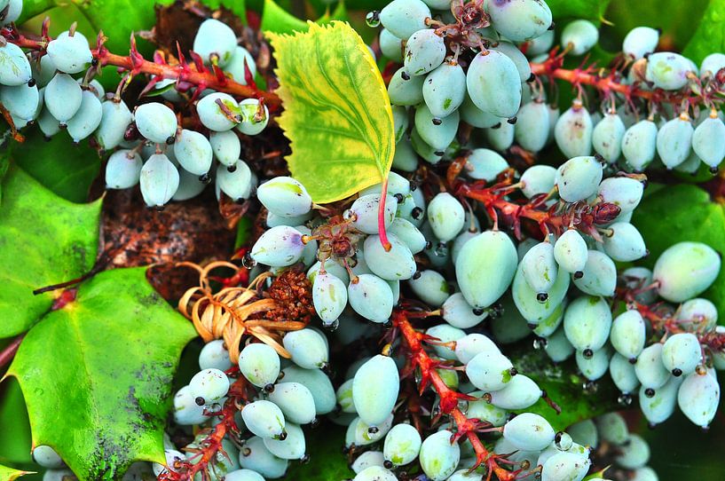 Beerenstillleben par Edgar Schermaul