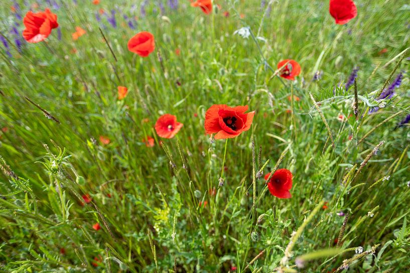 Poppies in a field in Germany by de-nue-pic
