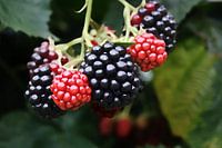 Sommerliche Verlockung - frische Brombeeren am Strauch