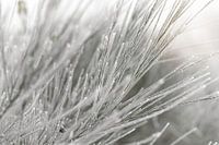 Un balai dans un paysage hivernal blanc