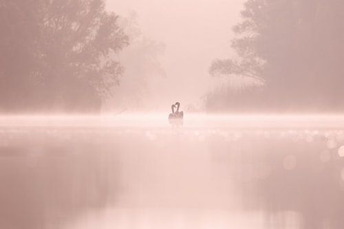 Swans in a misty Brabant Biesbosch by Judith Borremans Natuurfotografie