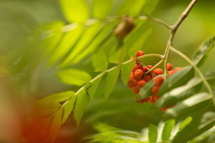 Oranje bessen van lijsterbes par Marijke van Eijkeren