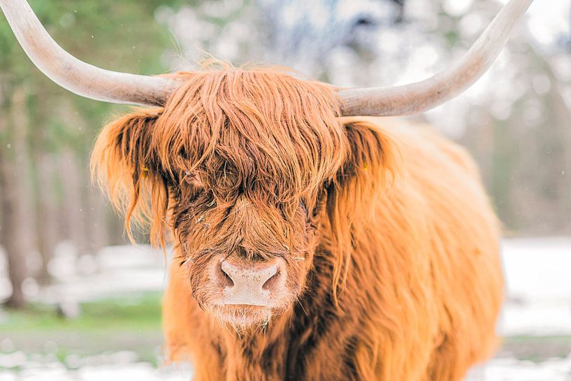 Schottische Highlander-Rinder im Schnee während des Winters in einem Wald von Sjoerd van der Wal Fotografie