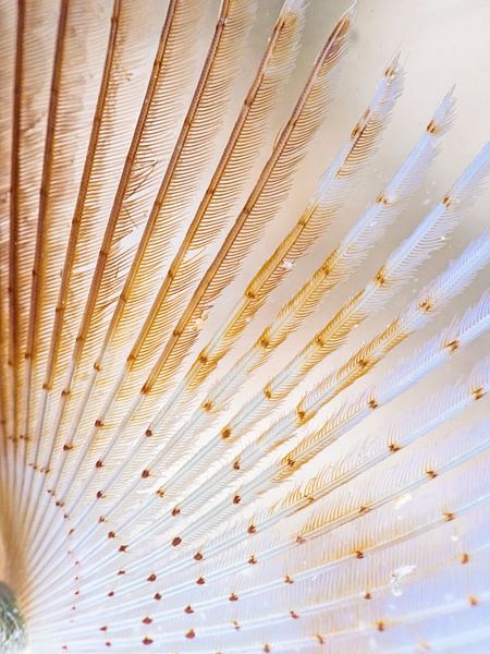 vue détaillée d'un ver tubicole par thomas van puymbroeck