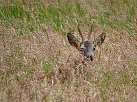Ree midden in het veld