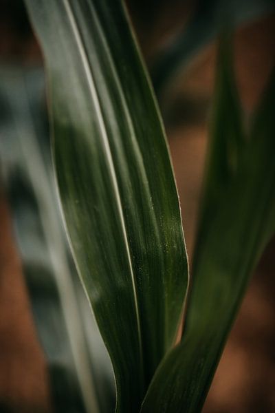 Nahaufnahme einer Maispflanze von Yvette Baur