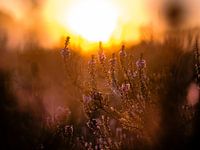 Goldenes Spinnennetz