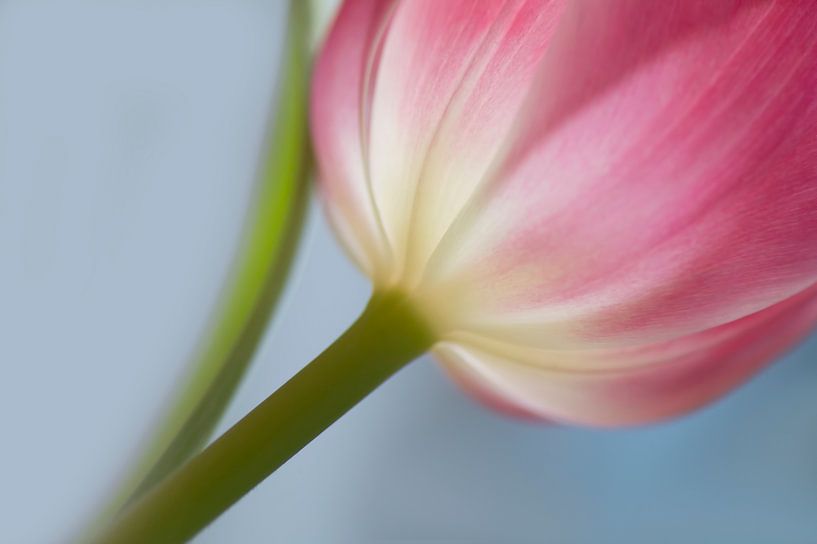 Just a tulip (solitaire roze tulp in diagonale compositie) van Birgitte Bergman