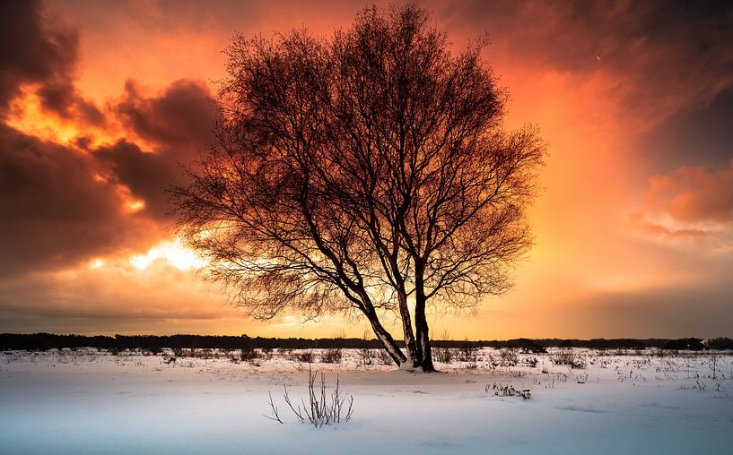 Berk in Hollandse oranje lucht by Rop Oudkerk