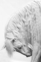 Fine Art portrait stoop white horse black and white