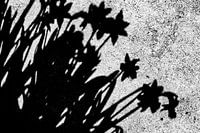 Where silences are born