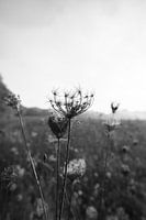 Vergänglichkeit in monochromem Licht