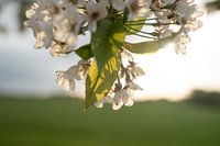 Cherry blossoms in the sunset
