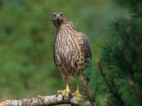 Juvenile goshawk at Lemelerberg