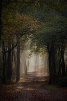 Lichtspiel zwischen den Bäumen