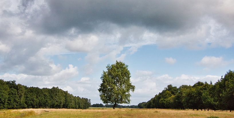Niederländisches Bild von Natuurpracht   Kees Doornenbal