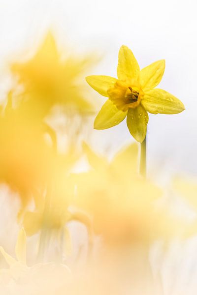 Wunderschöne frische Narzissen von Bob Daalder