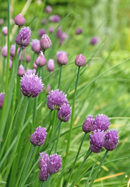 Flowers of chives by MMFoto