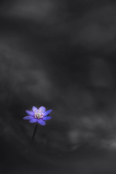 Confidence by Daniela Beyer