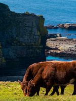 Schottische Hochlandbewohner am Kliff