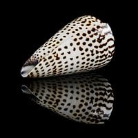 Stilleben mit einer einzelnen Muschel 2