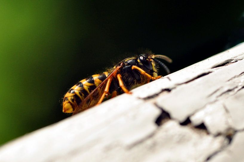 Wasp taking a break by Kor Brouwer