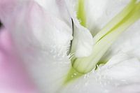 Calice de lys avec gouttes