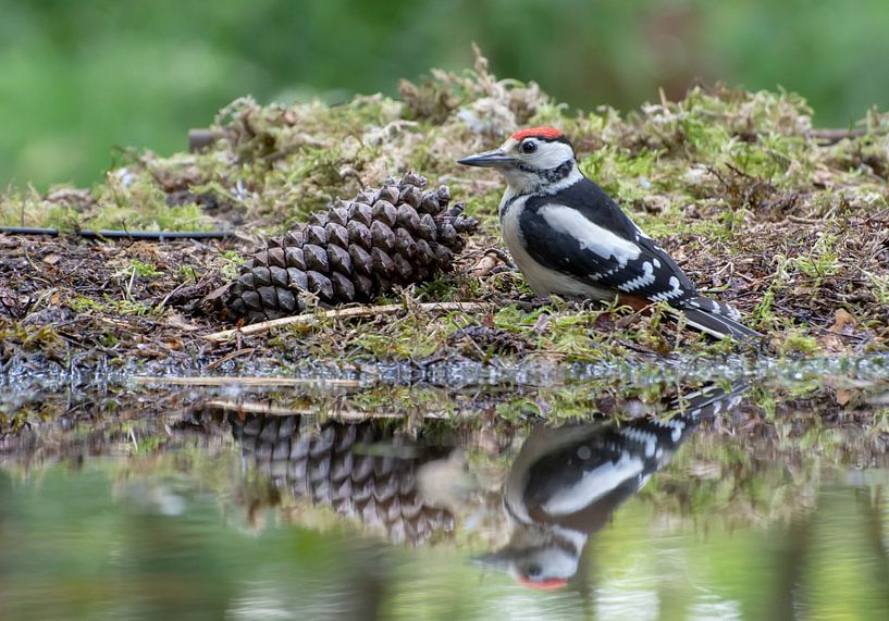 Trauerspecht von Merijn Loch