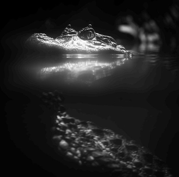 Majestätisches Krokodil III von Crystal Clear