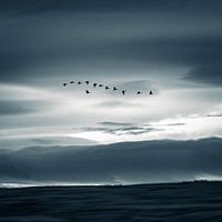 Geese fly over Iceland