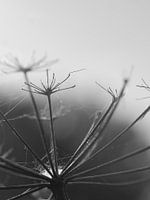 verdorde bloemenkroon