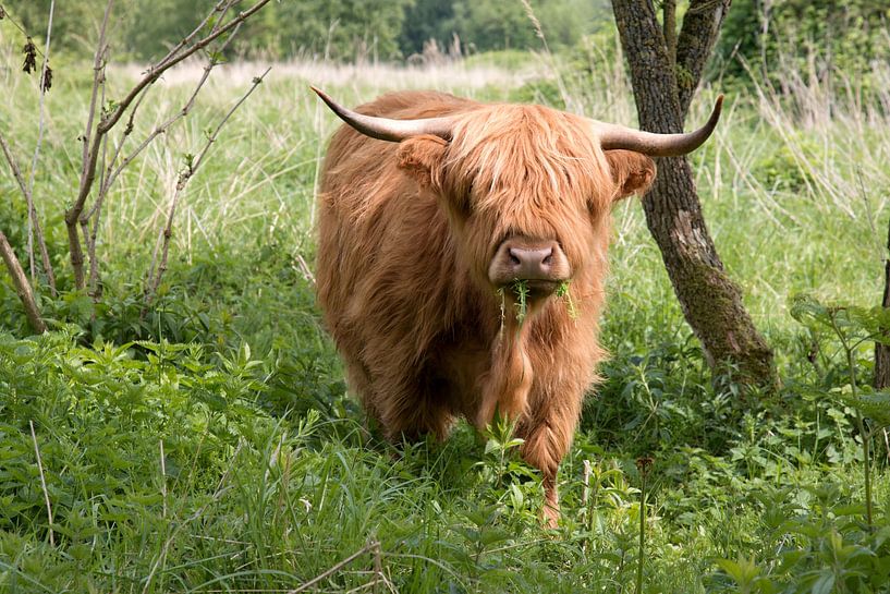 Un Highlander écossais mange de l'herbe dans le Dintelse Gorzen. par W J Kok