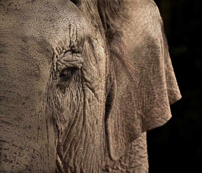 Éléphant par Nienke Bot