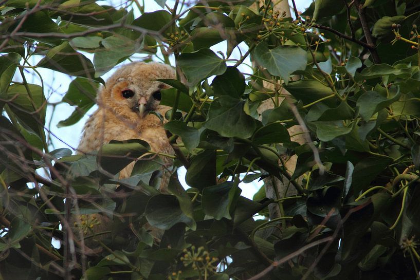 Ransuil jong kijkt op je neer by Arnold van der Horst