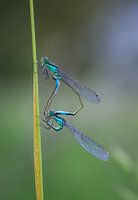 Double Dragonfly (Blue Damsel)