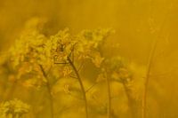 Cultivation of rapeseed in the polder