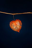 Orange Chinese Lantern