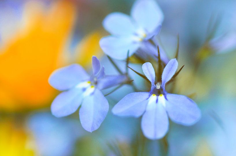 Lobelien von Corinne Welp