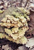 Gekartelde paddenstoel