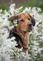 Dog portrait in the white blossom