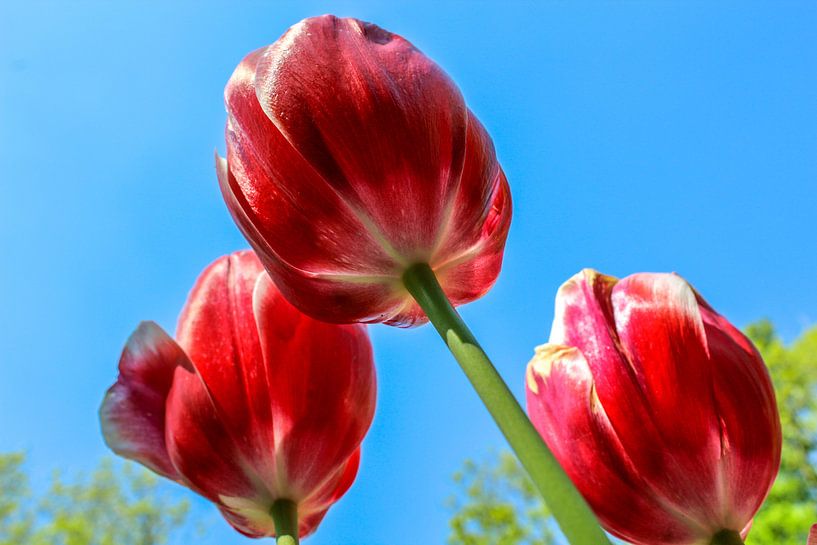 Tulpen van onderaf par Lindi Hartman