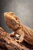 Bartagame Nahaufnahme - Detailliertes Porträt