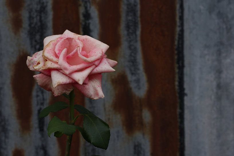 Rosa Rose von Hans Lok