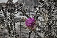 purple thistle in grey