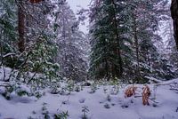 Small plants in a winter forest