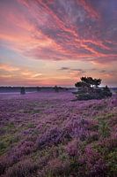 sunrise heathland