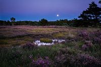 Explorer le Buurserzand : un paradis pour les amoureux de la nature