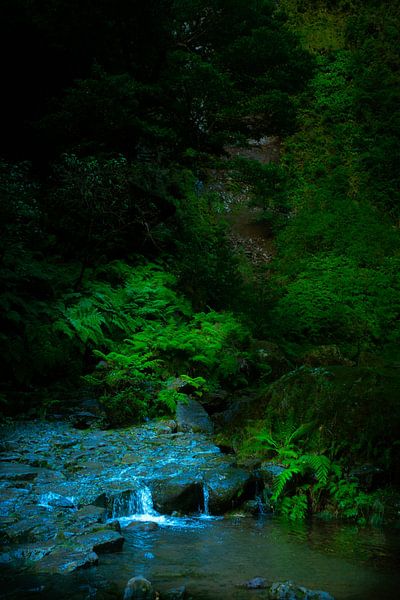 Wasser im Dschungel auf Madeira von jonathan Le Blanc
